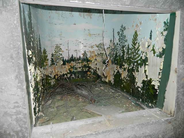 Underground Forest - Summer 2013 From Ron Gross (newer photo)